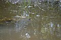 Deutsch: Vögel am Dinopark des Kleinen Spreewaldparks in Schöneiche bei Berlin.