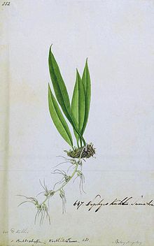 Naturalis биоалуантүрлілік орталығы - L.2096049 - Bulbophyllum korthalsii - Көркем туынды - cropped.jpg