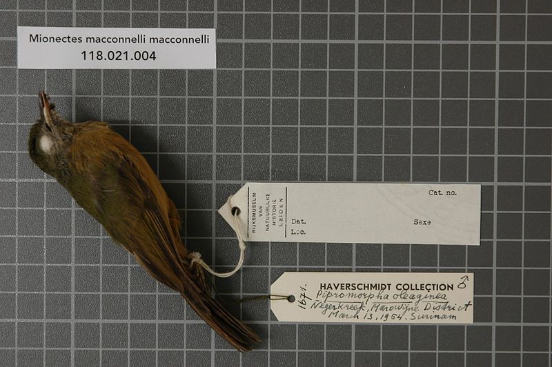 File:Naturalis Biodiversity Center - RMNH.AVES.22267 1 - Mionectes macconnelli macconnelli (Chubb, 1919) - Tyrannidae - bird skin specimen.jpeg