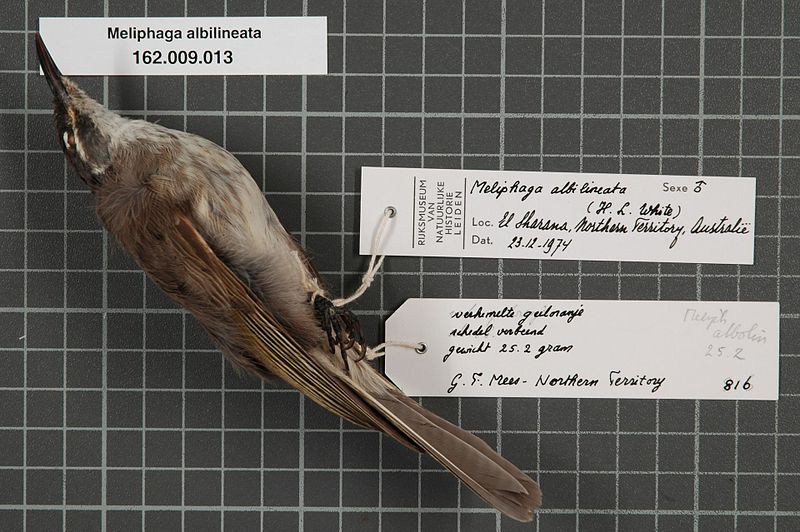 File:Naturalis Biodiversity Center - RMNH.AVES.75192 1 - Meliphaga albilineata (White, 1917) - Meliphagidae - bird skin specimen.jpeg