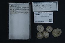 Центр биоразнообразия Naturalis - RMNH.MOL.136473 - Lottia onychitis (Menke, 1843) - Lottiidae - Mollusc shell.jpeg
