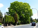 Stiel-Eiche Quohrener Straße