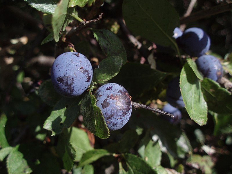 File:Natures Bounty - Flickr - Limbo Poet having a break for a while.jpg