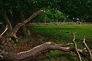 Svenska: Naturreservatet Dalby fälad no 5, Lunds kommun