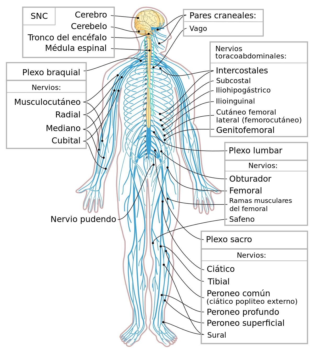 Sistema nervioso humano - Wikipedia, la enciclopedia libre