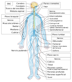 Nervous system diagram-es.svg