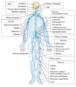 Nervsystemet diagram-en.svg