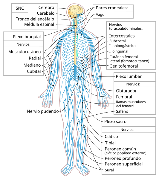 Nervous system diagram-es.svg