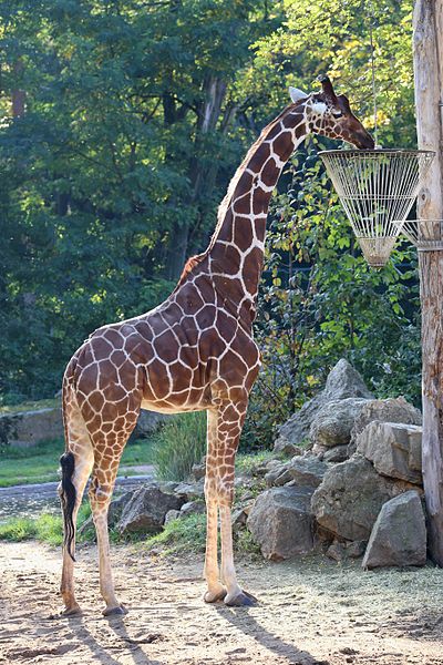 File:Netzgiraffe Giraffa camelopardalis reticulata Tiergarten-Nuernberg-5.jpg