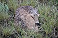 * Nomination New born saiga in Kirgalzhyn Reserve. Kazakhstan. By User:Mheidegger --Красный 17:31, 18 May 2024 (UTC) * Decline  Oppose Sorry, but it isn't sharp there where it matters --Poco a poco 17:44, 18 May 2024 (UTC)