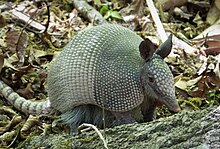 Nine-banded Armadillo (Dasypus novemcinctus) (37649606094).jpg