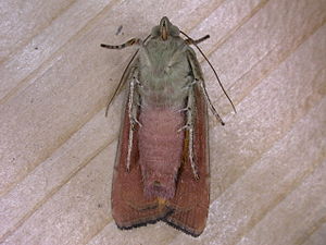 Imago fjäril undersida