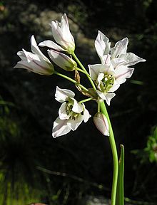 Nothoscordum gracile (8486631578).jpg