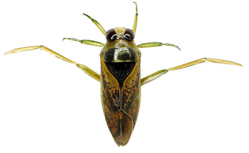 File:Notonecta maculata upside.jpg