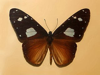 <i>Amauris vashti</i> Species of butterfly