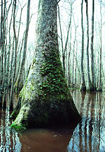 Thumbnail for Alligator River (North Carolina)