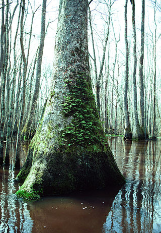 <span class="mw-page-title-main">Alligator River (North Carolina)</span> Stream in North Carolina, USA