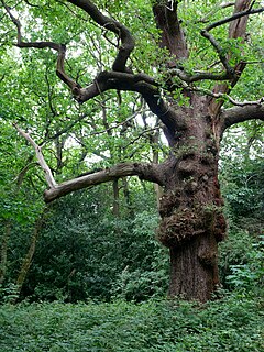 Scadbury Park