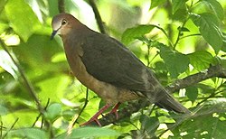 Ochre-belliedDove (cropped).jpg