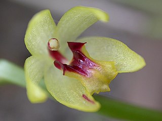 <i>Octomeria grandiflora</i> Species of orchid