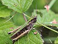 Omocestus viridulus (Linnaeus, 1758)