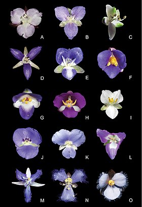 Espécies da subtribo Dichorisandrinae: G. rhizanthus é a penúltima de cima para baixo