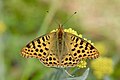 * Nomination Open wing basking position of Issoria issaea (Doherty, 1886) - Himalayan Queen Fritillary. By User:Thamblyok --Atudu 09:30, 7 May 2024 (UTC) * Promotion  Support Good quality. --Ermell 10:14, 7 May 2024 (UTC)