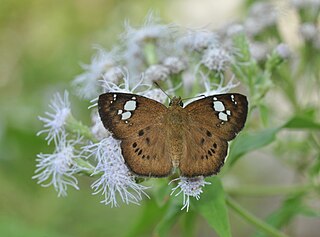 <i>Coladenia agni</i> Species of butterfly