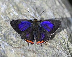 Open wing posture basking of Heliophorus indicus (Fruhstorfer, 1908) – Dark Sapphire (Male).jpg