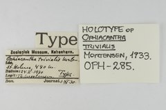 File:Ophiacantha trivialis - OPH-000285 label.tif (Category:Echinodermata in the Natural History Museum of Denmark)