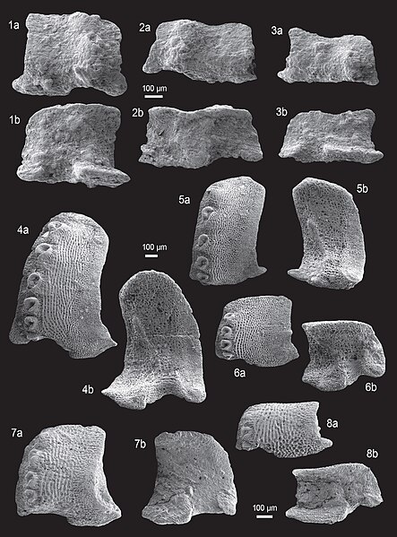 File:Ophiacanthidae (10.5852-ejt.2013.48) Figure 7.jpg