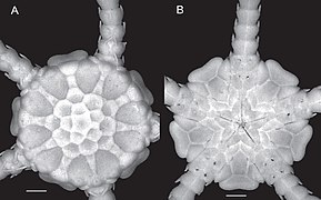 Ophiomusium acuferum