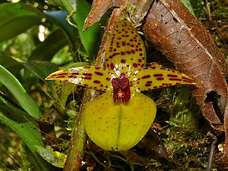 <i>Bulbophyllum membranifolium</i> Species of orchid