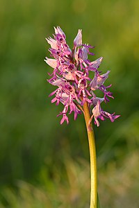 Orchis militaris - Valkse