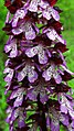 Orchis purpurea Germany - Karlsruhe