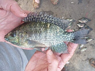 Oreochromis leucostictus, male, from Lake Malimbe in the Lake Victoria catchment, Tanzania, 2016 [MolEcoFish project] Oreochromis leucostictus Lake Malimbe.jpg