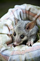 Orphaned Possum (8025629759).jpg
