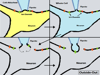 Outside-out patch formation technique. In order: top-left, top-right, bottom-left, bottom-right Outside-Out Patch Clamp.png