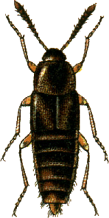 <i>Nehemitropia lividipennis</i> species of insect