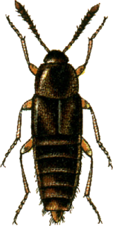 <i>Nehemitropia</i> Genus of beetles