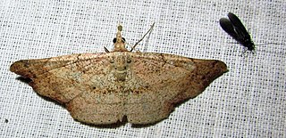 <i>Ozola minor</i> Species of moth