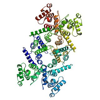 <span class="mw-page-title-main">Dystrophin</span> Rod-shaped cytoplasmic protein