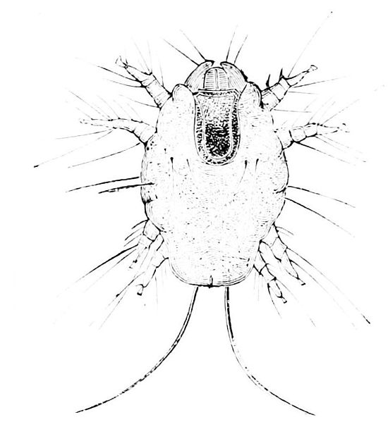 File:PSM V14 D529 Sarcoptes mutans.jpg