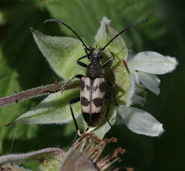 File:Pachytodes cerambyciformis - Flickr - S. Rae.jpg