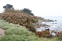The granite coastline off Ocean View Boulevard in Pacific Grove