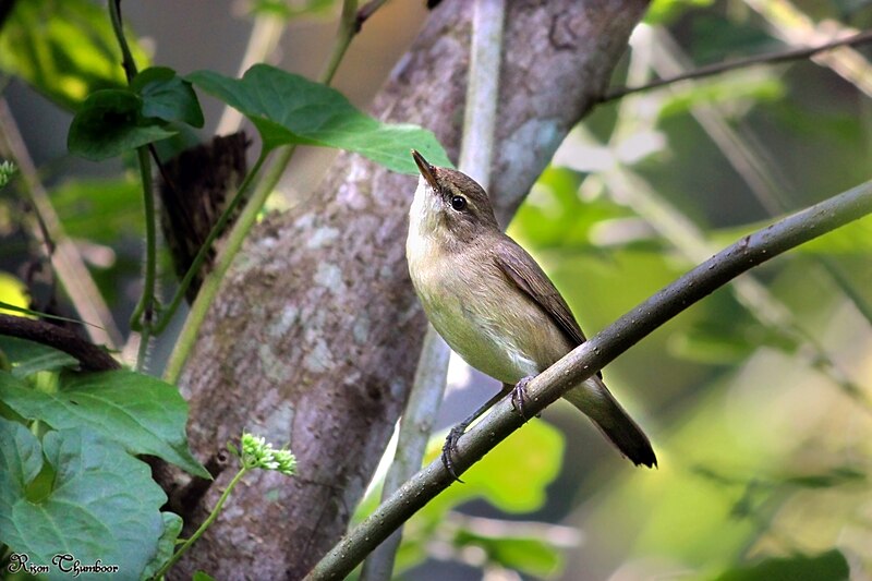 File:Paddyfield Warbler (Acrocephalus agricola) പാടക്കുരുവി. (31869889503).jpg