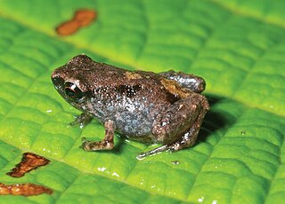 Asterophryinae Subfamily of amphibians