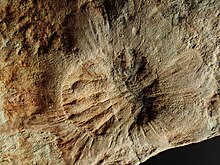 Palaeophragmodictya spinosa jpg レ オ フ ラ グ モ デ ィ ク チ ャ .jpg