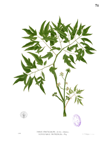 Panax fruticosum