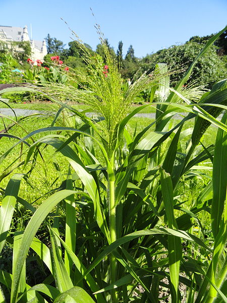 File:Panicum virgatum - Botanical Garden in Kaisaniemi, Helsinki - DSC03563.JPG